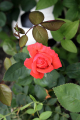 Close up of a red rose.