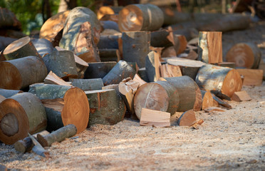 Beech logs sawed off - obrazy, fototapety, plakaty