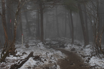 大菩薩嶺の登山道