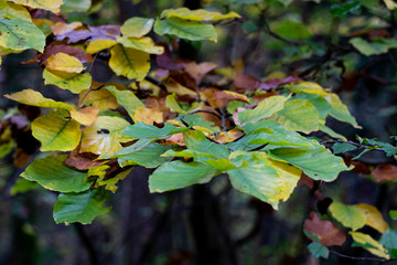 Ein Ast mit Blätter im Herbst