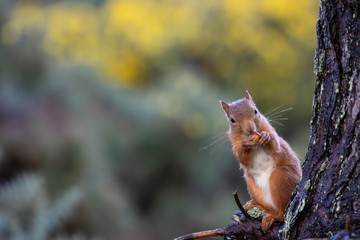 Fototapeta premium red squirrel, Sciurus vulgaris, portrait with nut in grass and pine tree branch during autumn in October, Scotland.