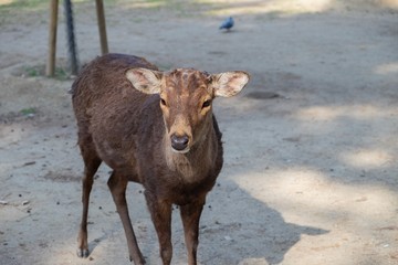 Small deer in Nara park, Kyoto Japan