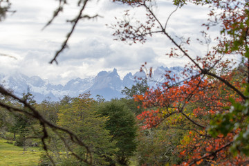 Autumn colors in the vegetation of the Torres del Paine mountains, Torres del Paine National Park, Chile