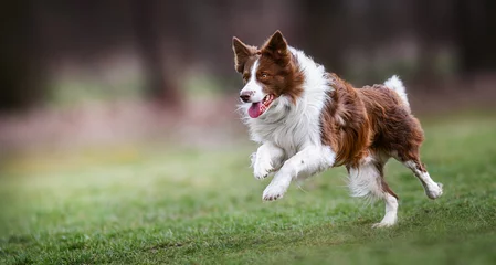 Poster Adult brown white border collie run very fast in training day. Happy dog jump side view. © Milan
