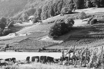 Switzerland vineyard. Black and white vintage style.
