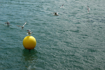 Gulls are enjoying flying at a yellow drifting buoy at a lake © Pietersma