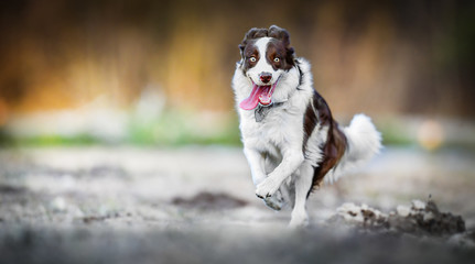 Border collie happy dog jump in high speed on grass. Dogs wide banner or panorama, copy space.