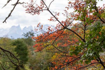 Autumn colors in the vegetation of the Torres del Paine mountains, Torres del Paine National Park, Chile