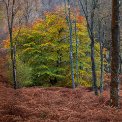Colours in the woods of Perthshire