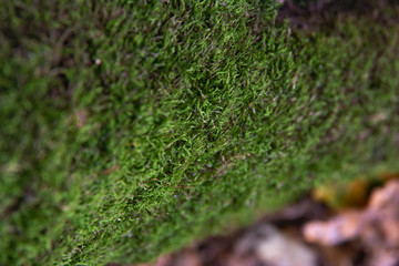 green moss on a tree