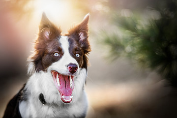 Border collie portrait or head detail in beautiful back light pine forest. Dog with open mouth and eyes close up.