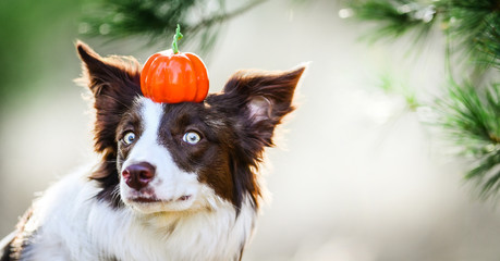Border collie portrait with halloween cake on head in beautiful pine forest. Dog amazing eyes close up.