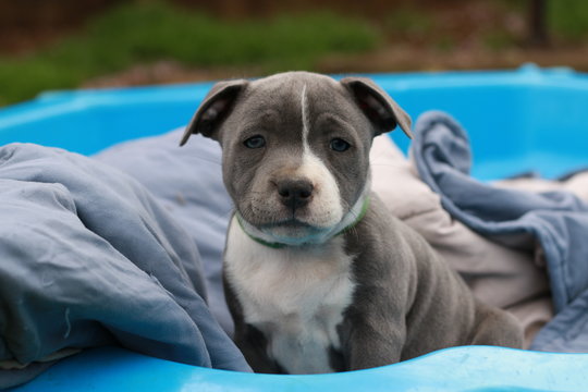 cute young 6 week old Staffordshire terrior pups playing in their family backyard, having fun with their siblings