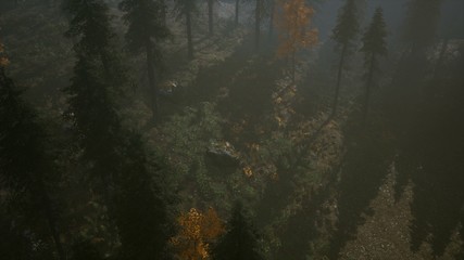 8K Forest in Autumn Morning Mist