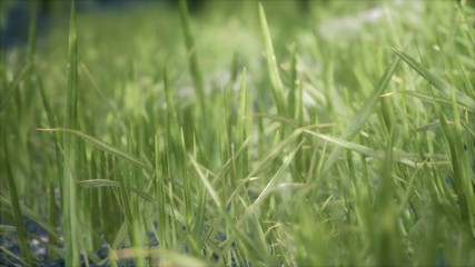 Obraz na płótnie Canvas 8K Bright spring grass field with sunlight