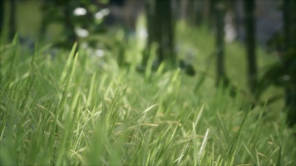 8K Bright spring grass field with sunlight