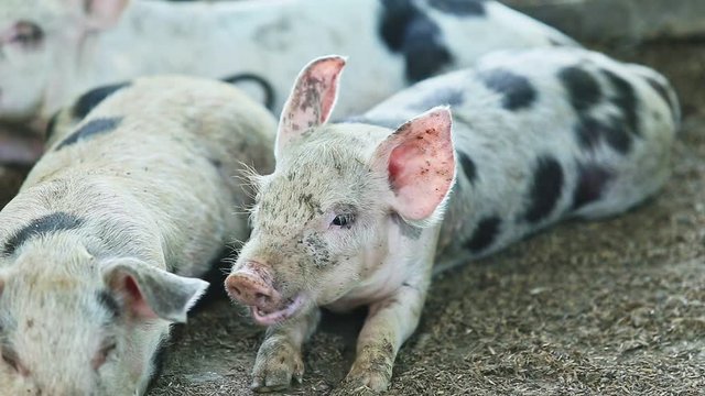 closeup spotted white little domestic piggy lie on ground next to other small pigs in large home pigsty