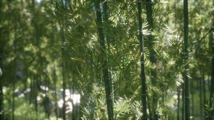 Windy Tranquil Arashiyama Bamboo Grove