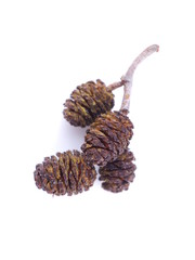alder cones on a white background