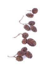 alder cones on a white background