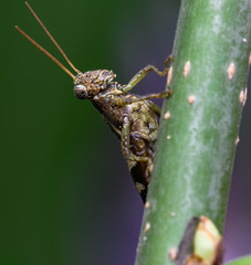 grasshopper on leaf