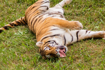 a bengal tiger in a green meadow