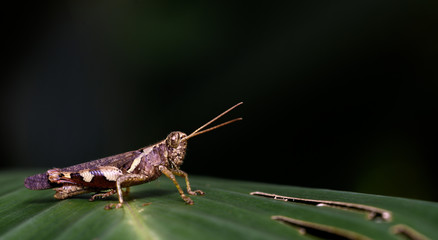 grasshopper on leaf