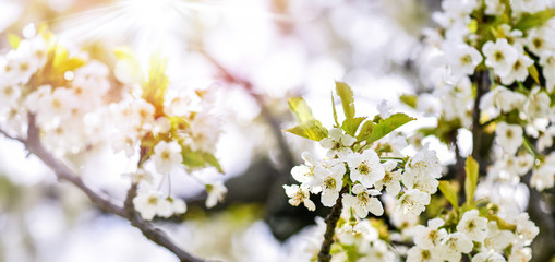 Spring Cherry blossoms, pink and white flowers on fruit tree.