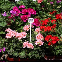 Geranium at a farmer's market in Germany