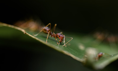 ant on leaf