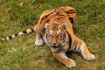 a bengal tiger in a green meadow