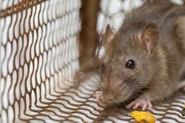Rat in cage mousetrap on white background