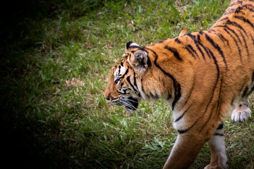 a bengal tiger in a green meadow