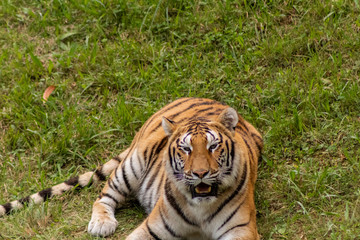 a bengal tiger in a green meadow