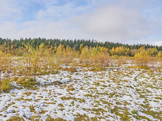 field in the forest. autumn