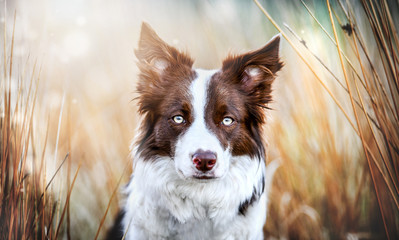 Border collie head detail and sunny background. Beautiful brown white dog looking portrait close up. - obrazy, fototapety, plakaty