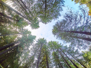 forest from bottom to top. summer