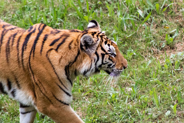 Fototapeta na wymiar a bengal tiger in a green meadow