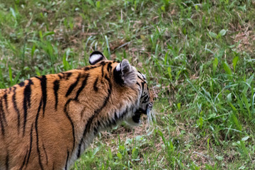 a bengal tiger in a green meadow