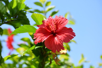 大輪のハイビスカス
