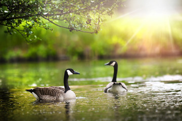 Canada geese (Branta canadensis). Wild bird goose in back light morning