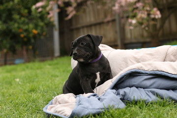 cute young 6 week old Staffordshire terrior pups playing in their family backyard, having fun with their siblings