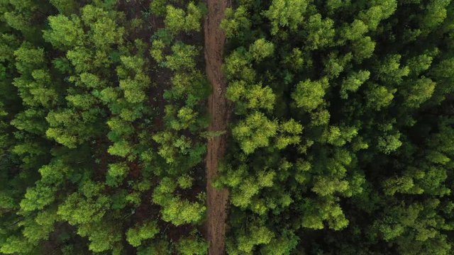 green forest top view shooting from a drone