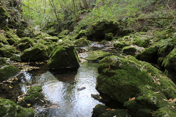 stream in forest by Sorgenti del Meschio(nature,water,landscape,green,rock,stone,mountain,tree,natura,acqua,verde,paesaggio,roccia,pietra,montagna)