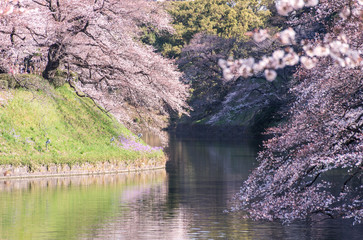 cherry blossom at chidori ga fuchi, tokyo, japan