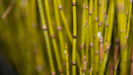 Fototapeta na wymiar ornamental plants shaped like bamboo but small in size