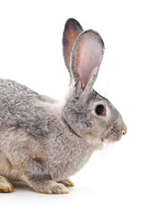 Grey big rabbit.