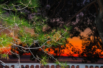 tree branches against an orange sunset