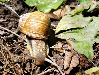 Snail closeup in natural environment