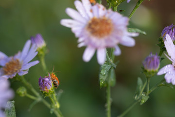 Purple flowers have water droplets on the petals in the morning after rain with a green background.